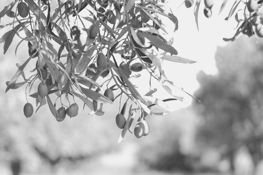 Introducing: The Inquisitive Olive