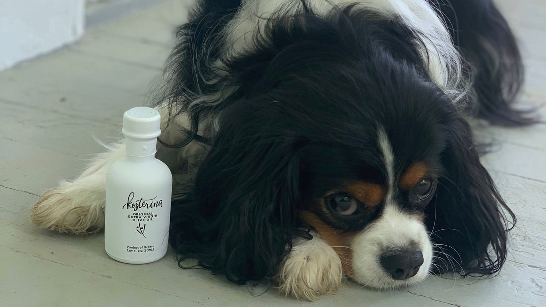 Is Olive Oil Good For My Dog?