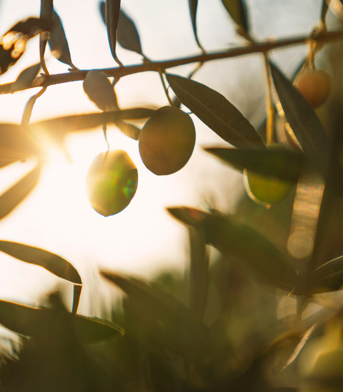 The Incredible Health Benefits of Extra Virgin Olive Oil
