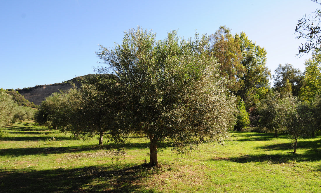 Making Our World Happier & Healthier