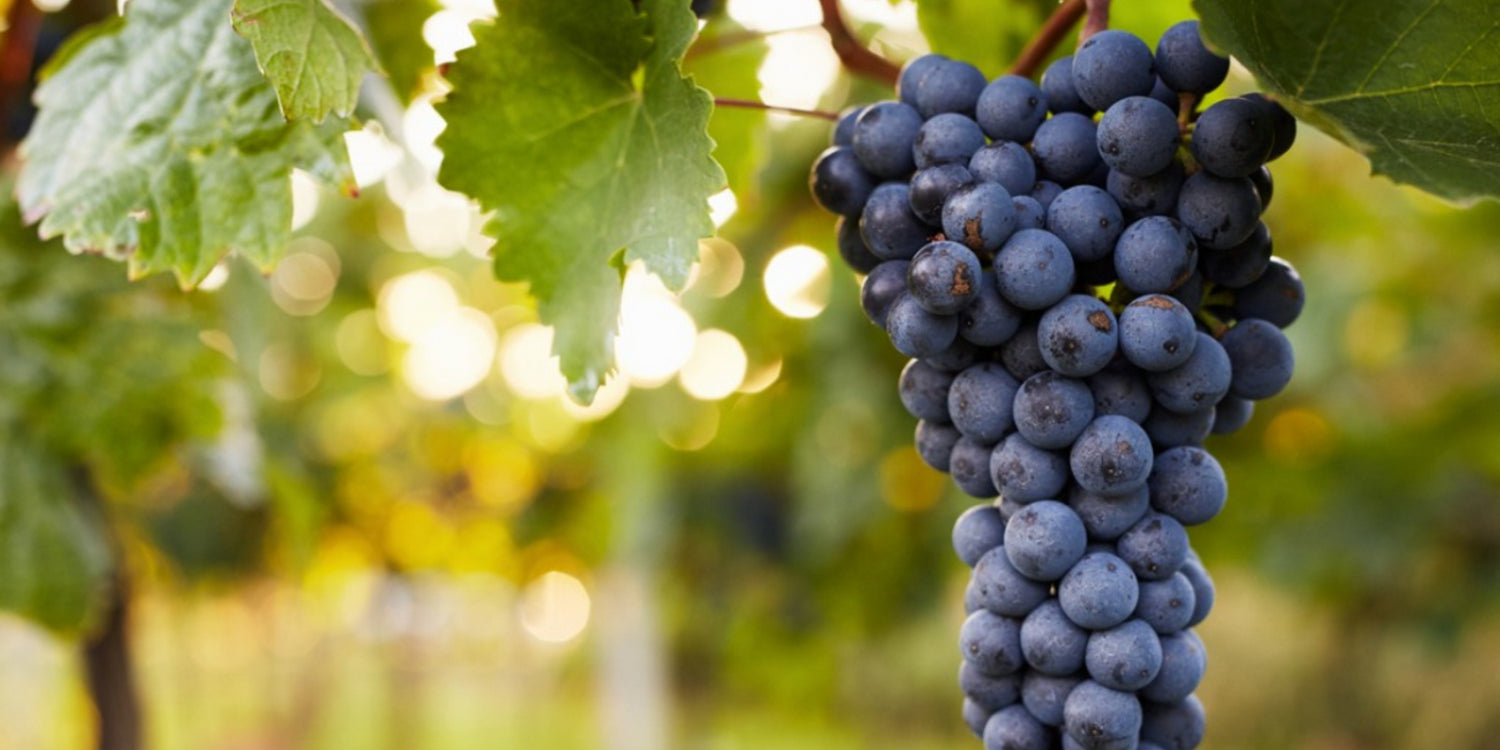 Ancient Ingredients, Modern Superpowers: The Grape Edition