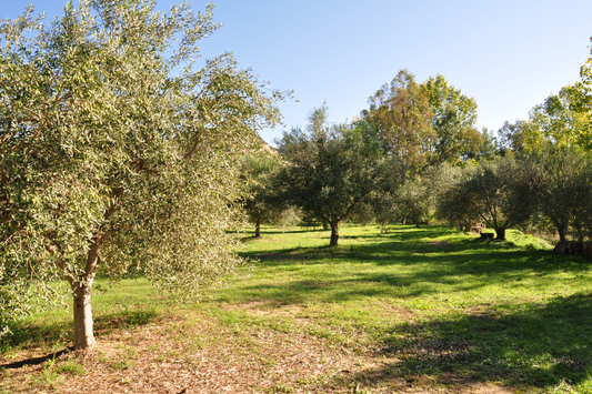 How Our EVOO is Made